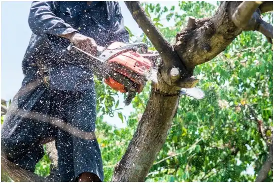 tree services Lake Arrowhead